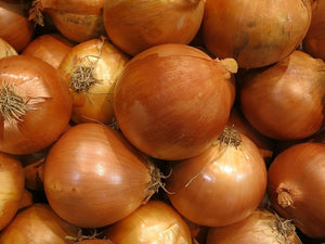 Early Yellow Globe Onion (1930's)