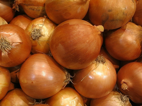 Heirloom Onion Seeds - (Allium cepa)