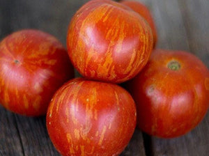 Early Orange Stripe Tomato