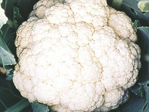 Early Snowball Cauliflower (1878)