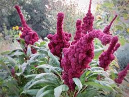 Elephant Head Amaranth (Amaranthus gangeticus)