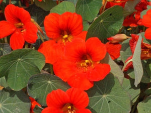 Empress of India Nasturtium