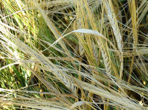 Ethiopian Hulless Barley