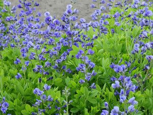 False Indigo - (Baptisia australis)