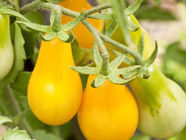 Heirloom Tomato Seeds - Orange/Yellow/Bicolor/White