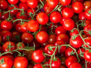 Farthest North Tomato