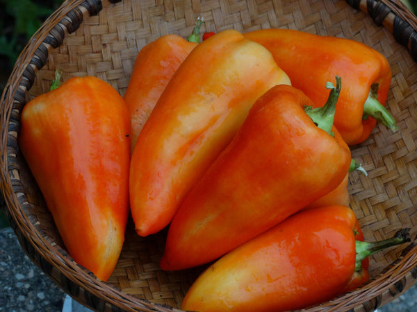 Heirloom Pepper Seeds - Paprika