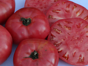 Ferris Wheel Tomato (1898)