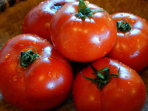 Fireball Tomato (1952)