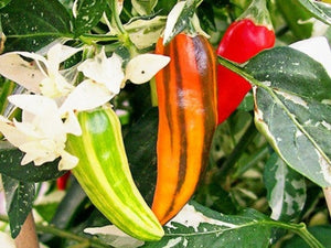 Fish Pepper