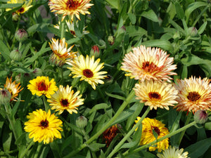 Flashback Mix Calendula (Calendula officinalis)