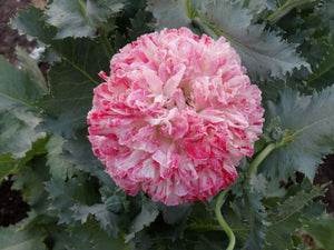 Flemish Antique Poppy