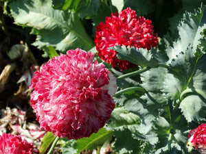 Flemish Antique Poppy
