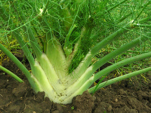 Florence Fennel (Foeniculum vulgare)