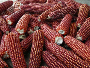 Floriani Red Flint Corn
