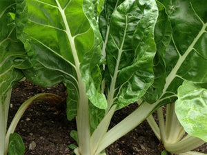 Fordhook Giant Swiss Chard (1934)