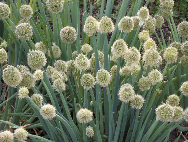 Heirloom Welsh Onion Seeds