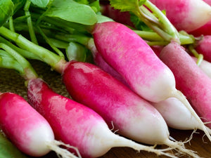 French Breakfast Radish (pre 1885)