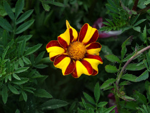 French Stripe Marigold - (pre 1791) - (Tagetes patula)