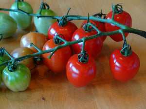 Gardener’s Sweetheart Tomato