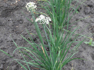 Garlic Chives