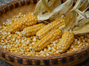Gaspe Flint Corn