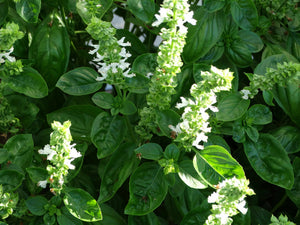 Genovese Basil
