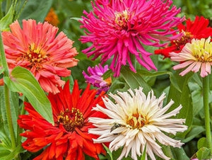 Giant Cactus Mix - Zinnia - (Zinnia elegans)