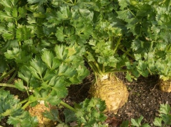 Heirloom Celeriac Seeds - (Apium graveolens var rapaceum)
