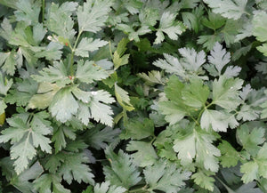 Gigante di Napoli Parsley (Petroselinum crispum)
