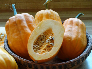 Gill’s Golden Pippin Squash (Cucurbita pepo)