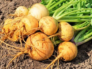 Gold Ball Turnip (1854)