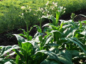 Gold Dollar Tobacco - Nicotiana