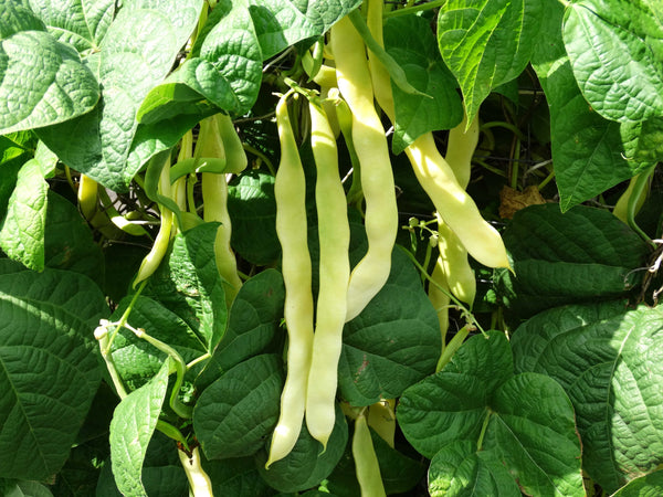 Heirloom Bean Seeds - Yellow Pod Pole (Wax)