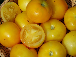 Golden Bison Tomato (1932)