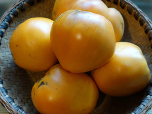 Golden Oxheart Tomato