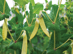 Golden Sweet Pea