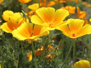 Golden West California Poppy (1907)