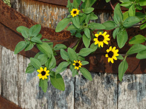 Creeping Zinnia (Sanvitalia procumbens)