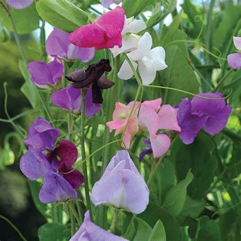 Grandiflora Mix Sweet Pea