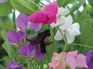 Grandiflora Mix Sweet Pea