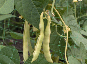 Grandma Nellie's Yellow Mushroom Bean