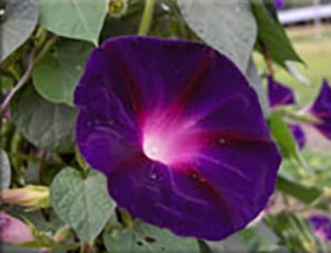Grandpa Ott's Morning Glory