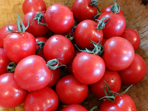 Grandpa's Minnesota Hardy Tomato