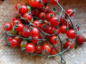 Gray’s Sweet Cherry Tomato