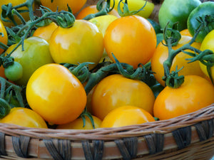 Green Gage Tomato (pre 1800)