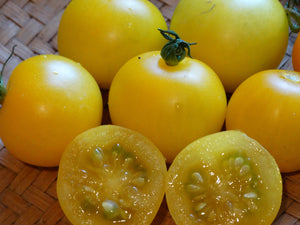 Green Gage Tomato (pre 1800)