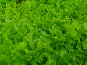 Green Salad Bowl Lettuce (1952)