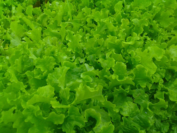 Heirloom Lettuce Seeds - Loose Leaf