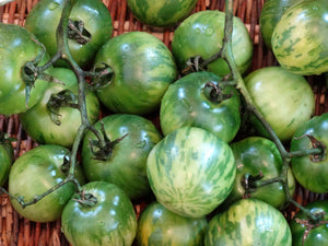 Green Vernissage Tomato